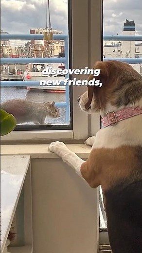 Mabel is one of nearly 4,000 beagles who were rescued...