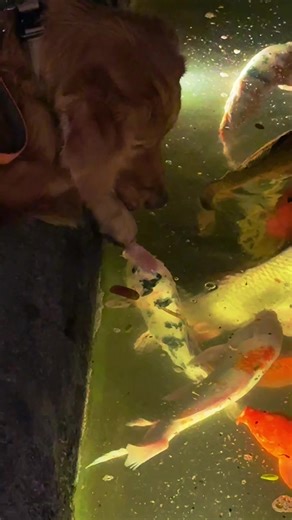 Golden Retriever's Fishing Adventure