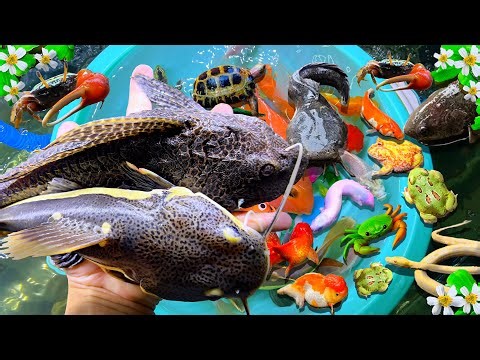 Catch Beautiful Big Catfish, Catch Aquarium Fish In Rain, Baby Turtle, Eels, Koi, Pencil Fish, Carps