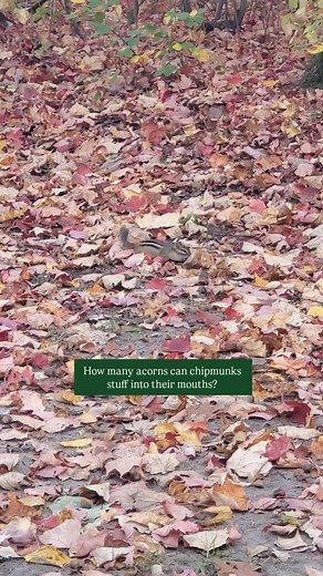 Sitting in the Chippewa National Forest.  Watching chipmunks gather...