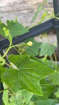 Baby Cucamelon growing. Walk through the small garden. #garden #gardening #plants #fyp #cucomelon