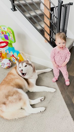 Kids raised big dogs are a different breed 😂🩷 (🎥: @tailoftwohuskies) | The Dodo