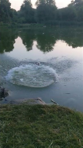 Labrador jumping into water