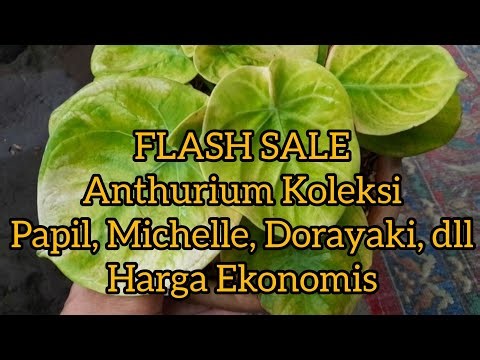 FLASH SALE 22 Feb 26 Anthurium Collection Papil, Silver, Michelle, Dorayaki Yellow Mutation Econo...