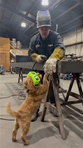 #welding #stickwelding #metalworking #tigwelding #welder #dog #puppy #puppies