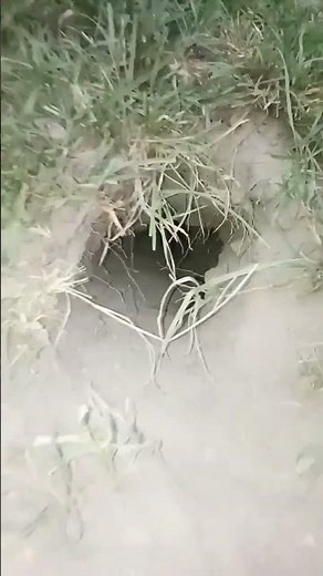 This is Rabbit's hole. यह खरगोश का बिल है #wildlife #rabbit | Khargosh Farming | Rabbit Farming