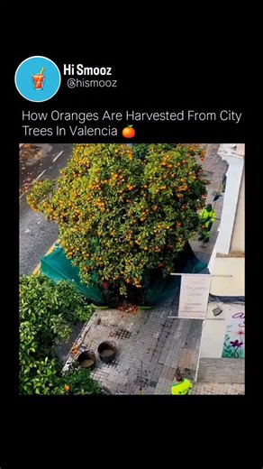 🥤 on Instagram: "In Valencia, crews use vibration machines that clamp directly onto the tree trunk. The system shakes the tree at a carefully tuned frequency, strong enough to release only fully ripe oranges while unripe fruit stays locked in place. The entire vibration lasts just a few seconds, minimizing stress and avoiding branch damage. Large collection nets are spread underneath to catch the fruit instantly. No climbing, no hand-picking, no mess — even on tight urban streets. It’s efficien
