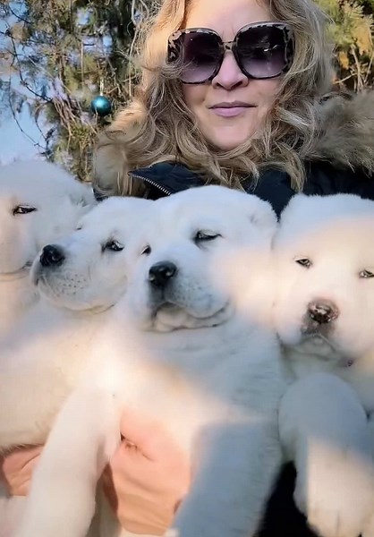 Central Asian Shepherd Dogs: The Ultimate Family Companions