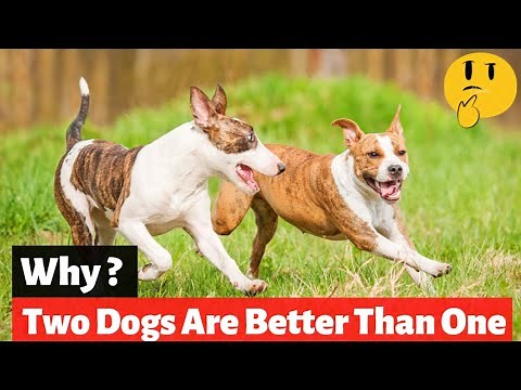 6 Reasons Why Two Dogs Are Better Than One