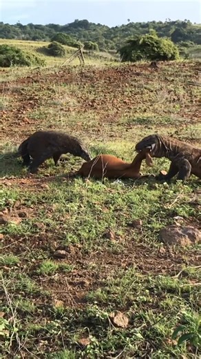 Why does he want to swallow this big goat_#dragon #wildlife #komodo #animal #fbreelsfypシviralシ | Brian D. Morales