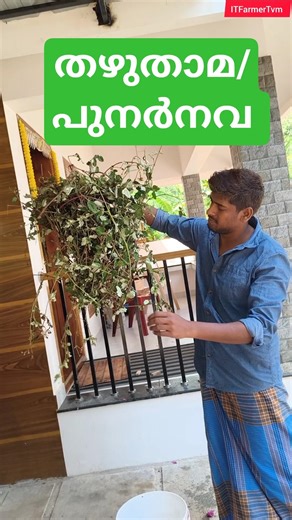 തഴുതാമ/പുനർനവ #ytshorts #ITFarmerTvm #medicinalplant #malayalam #trivandrum