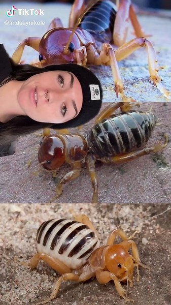 #stitch with @eloiweezy potato bug! #bug #insect #HowBizarre #creepy #themoreyouknow #edutok