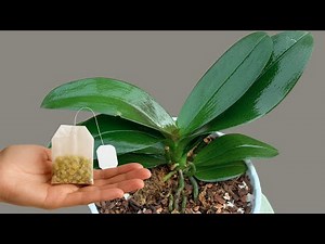 The Secret to Growing Strong Orchid Roots at Home