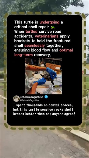 Why Vets Put BRACES On Broken Turtle Shells! 🐢 #Wildlife #Nature #Science