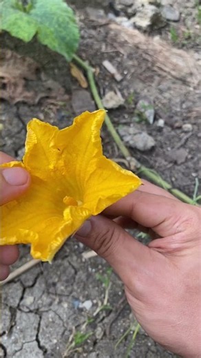 How I manually pollinate our squash?