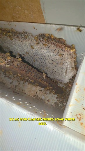 This Bathroom Wall Was FULL of Honey Bees! | #bees #nature #shorts
