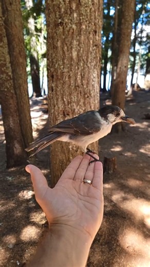 Gray Jay Fooled by Tree Bark