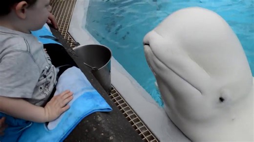 MarineLand, Canadian government at odds over future of park's beluga whales