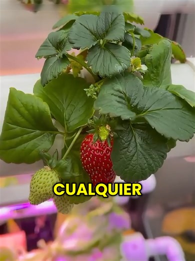 Cosecha tus Propios Alimentos 🥬 en poco tiempo ⏰️ desde cualquier espacio de tu casa 🏡 ✅️ SIGUEME Y DESCUBRE cómo ARMAR tu PROPIO HUERTO HIDROPÓNICO 💧 EN CASA 🏡 #hidroponia #hidroponía #hidroponik #huertoencasa #huerto cultivo - hidroponia - huerto