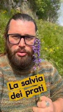 History, uses, and properties of meadow sage (Salvia pratensis)