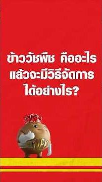EP. 2 ข้าววัชพืช คืออะไร แล้วจะมีวิธีจัดการได้อย่างไร?