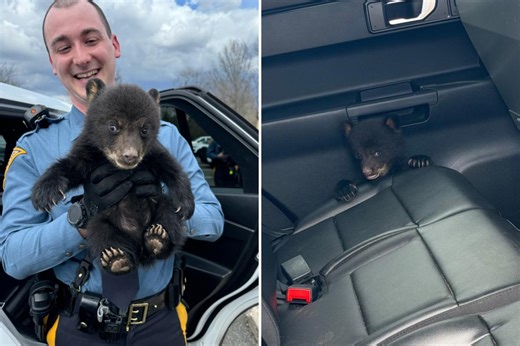 Un-bear-ably cute! NJ troopers rescue bear cub from busy highway: ‘Levels of adorable’
