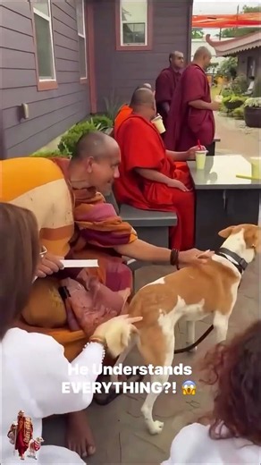 He understands everything! 😱🙏Aloka understands everything, she just doesn't speak.🕊️🐾❤️