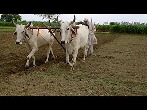 Ploughing field using bulls or Ox or animal