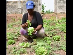 Rocksprings Farm blooms against the odds
