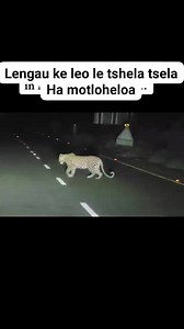 LENGAU HA MOTLOHELOA Sechaba sa Ha motloheloa se hlokomelisoa ka Lengau, le bonahala le tshela tsela pela Lower motloheloa. Shebella video📷 | Heart Breakers Crew
