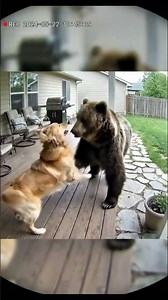 Unexpected Friendship: Bear and Dog Play Together!