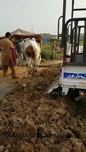Angry bulls Unloading - MashaAllah ek sy ek barh kar kar 😘 Vip Tent Bulls - Eid 2018 | Islamabad Cow Mandi