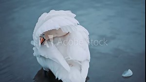Swan on the lake largest flying birds, including the mute swan, trumpeter swan, and whooper swan. Swans usually mate for life. Biodiversity awareness protection, biodiversity of swans lake ecosystem