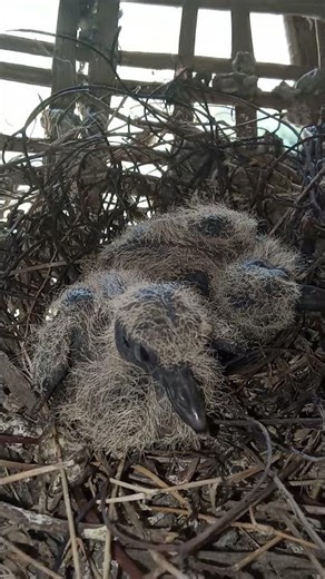 Two Baby Squabs in Nest 🐦💛 | Rare Close-Up of New Life in the Wild