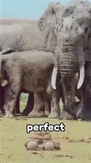 Remote controlled poop