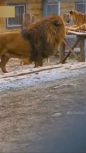 203K views · 3.6K reactions | Barbary Lion vs Siberian Tiger ! By Wild Battles | Wild Adventures in हिंदी | Facebook