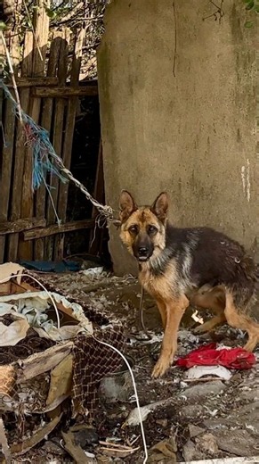Rescuing Two Chained German Shepherds #dog #rescue