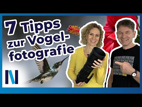 Bird photography: 7 professional tips for photographing birds perfectly