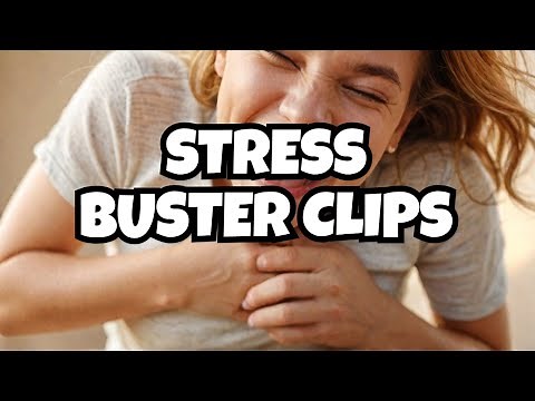 These FUNNY Clips are Actually the BEST Medicine for Stress?