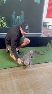 7K views · 130 reactions | Did you know that Black-Throated Monitor...