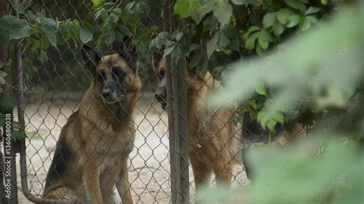 German Shepherd dogs barking in a cage, slow motion
