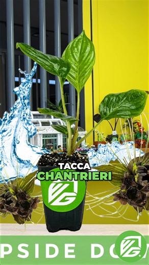 The Duffer Brothers borrowed from the plant kingdom to create the Upside Down bats. Their dark, wing-like silhouettes and spindly extensions mirror the eerie bat plant flower. Unsettling, yet fascinating. #StrangerThings #DufferBrothers #BatPlant #UpsideDown #PlantKingdom | Wellspring Gardens