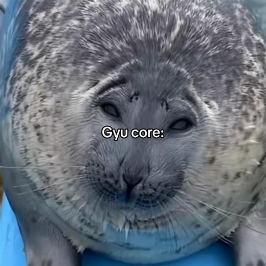 Silly Seals Compilation on TikTok