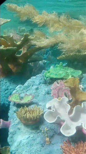 Disneyland Park - Finding Nemo Submarine Voyage (Ride POV 5/6) 03-27-26 #shorts