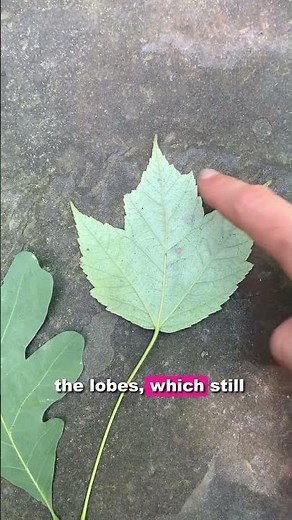 Leaf Lobe Diversity!
