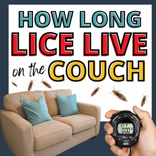 How Long Lice Can Live on Your Couch and Other Furniture