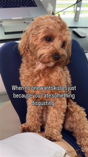 Olive the Cavapoo on Instagram: "It’s not my fault the rabbit poop is so yummy!! #cavapoo #dogsofinstagram #funnydogs #dogslife #cutedogs"