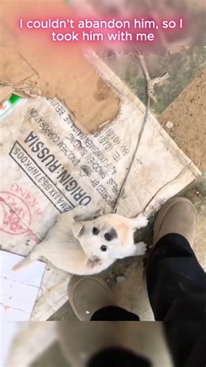 Homeless Puppy Gets Rescued and Rehomed #animalrescue #puppycare #shorts