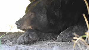 Now this is a BIG and FAT bear.... We relocated a LARGE black bear that was found under the deck of a home in Durango yesterday. Great work by our team 👏🏽 👏🏽 | Colorado Parks and Wildlife