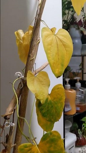 The Yam is ready for harvest